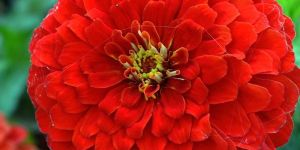 Zinnia Zahara Double Petal Orange Seeds (Hybrid Imported) (20 Seeds)