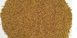 Trifolium Alexandrianum (Berseem) Extracts