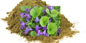 viola odorata extract