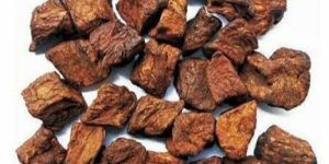 Roasted Chicory Cubes