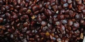 Tamarind Seed