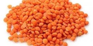 siddab red lentil