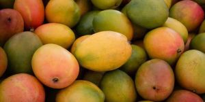 Fresh Mangoes