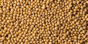 Soya Bean Seeds