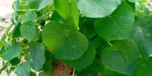 Stephania Erecta Plant