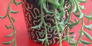 String of Dolphins Plant