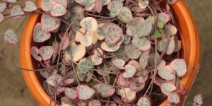 string of hearts plant verigated