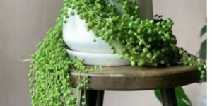 String Of Pearls Plant