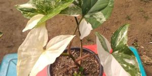 Syngonium Variegated Plant