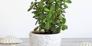 Ugaoo Good Luck Jade Plant