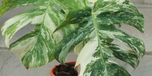 VARIEGATED MONSTERA PLANT