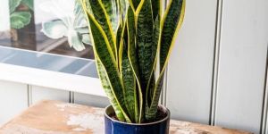 Variegated Snake Plant