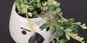 Variegated String Of Pearls Plant