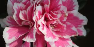 White and Pink Azalea Flower Plant