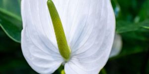 White Anthurium Plant