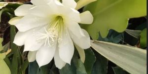 White Brahma Kamal Plant