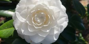White Camellia Flower Plant