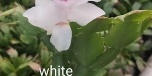 White Christmas Cactus Plant