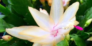 Yellow Christmas Cactus Plant