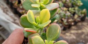 Yellow Crassula Plant