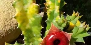 Zebrina Hernia Variegated Plant