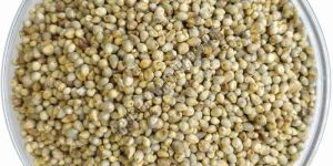 Pearl Millet Seeds