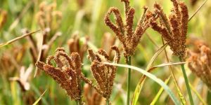 Finger Millet Seeds