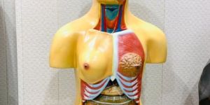 Unisex Torso Human Model