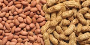 Groundnut