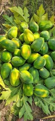 Papaya