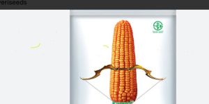 Maize Corn