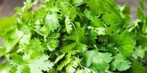 Fresh Coriander Leaves