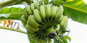 Raw Green Banana