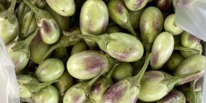 Fresh Green Brinjal