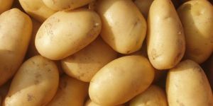 Fresh Potato