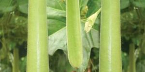 Fresh Bottle Gourd