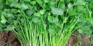 Fresh Coriander Leaves