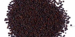 Mustard Seeds