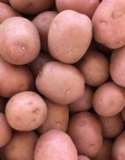 Fresh Lady Rosetta Potato