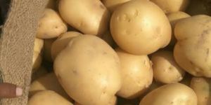 A Grade 302 Potato