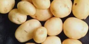 Fresh Kufri Mohan Potato