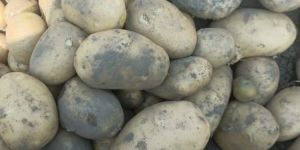 Fresh Chipsona 1 Potato