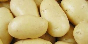 Fresh Pukhraj Potato