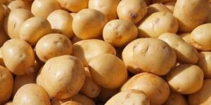 Fresh Sugar Free Potato