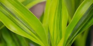 Fresh Green Pandan Leaves