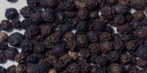 Black Pepper Seeds