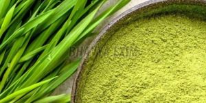Wheat Grass Powder