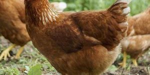 Brown Original Kaveri Hen