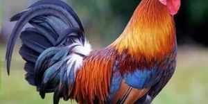 Live Desi Kaveri Chicken