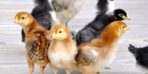 Desi Multicolor Sonali Chicks